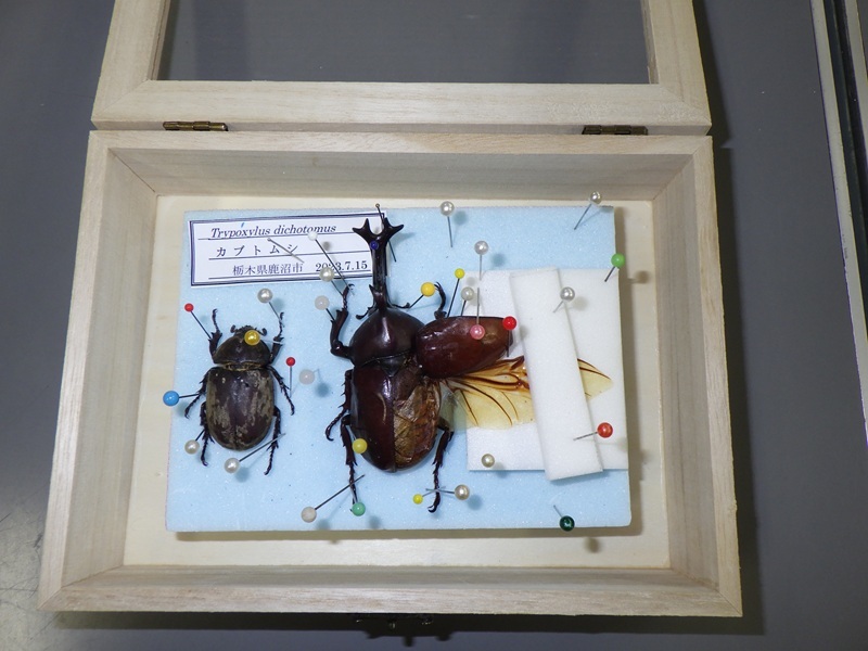 カブトムシの昆虫標本を作ろう！