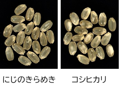 温暖化によって起きるコメの白未熟粒化。起きにくいお米はどちらでしょうか？